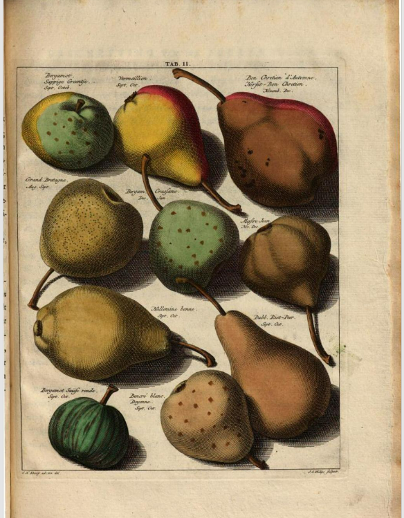 peren